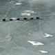 Illustration for article titled In This Years Iditarod, Sled Dogs Try To Race Without Snow